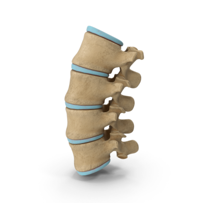 Spine model